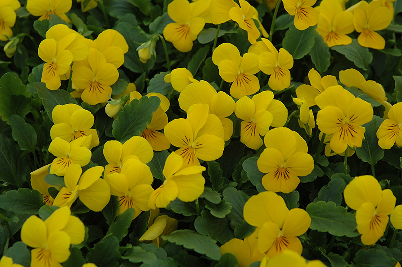 Sorbet XP Yellow Pansy (Viola 'Sorbet XP Yellow') at Tagawa Gardens