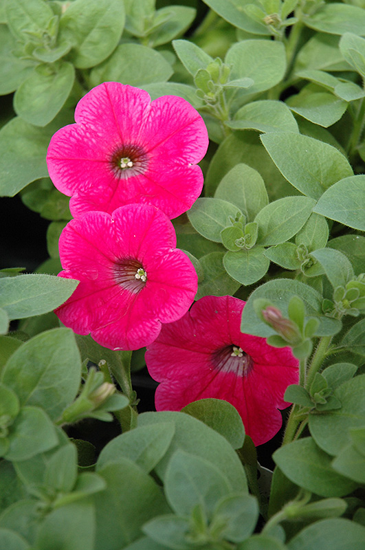 Piccola Hot Pink Petunia (Petunia 'Piccola Hot Pink') at Tagawa Gardens