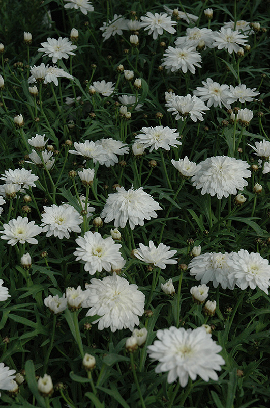 Madeira Double White Marguerite Daisy (Argyranthemum frutescens 'Madeira Double White') at Tagawa Gardens