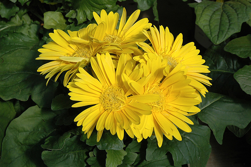 Yellow Gerbera Daisy (Gerbera 'Yellow') at Tagawa Gardens