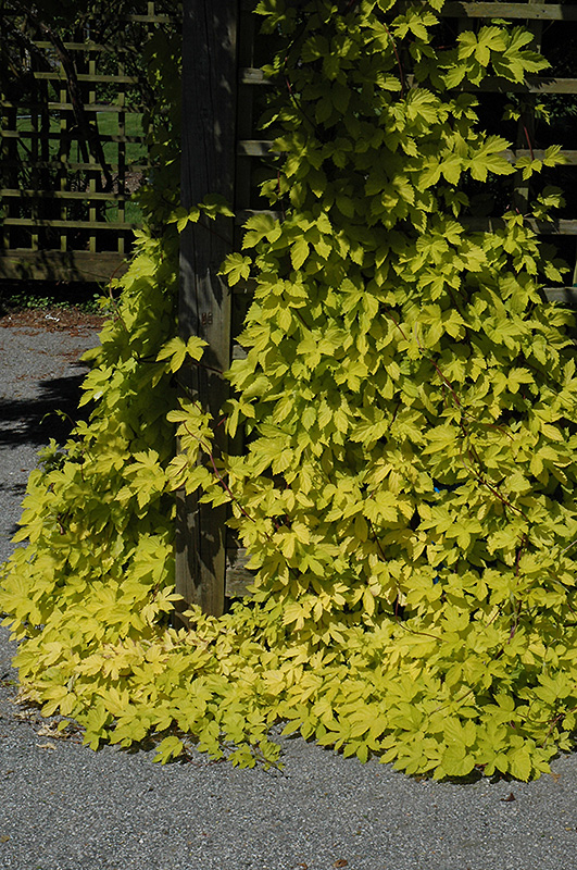 Golden Hops (Humulus lupulus 'Aureus') at Tagawa Gardens