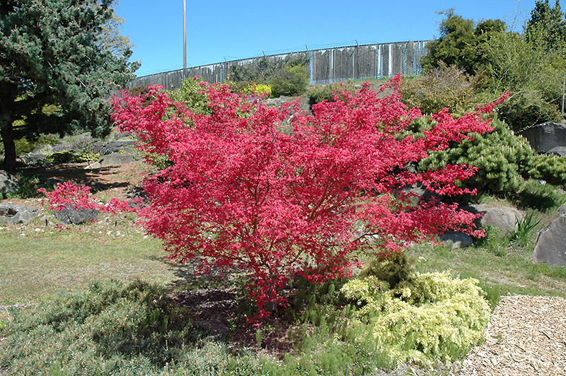 Shindeshojo Japanese Maple (Acer palmatum 'Shindeshojo') at Tagawa Gardens