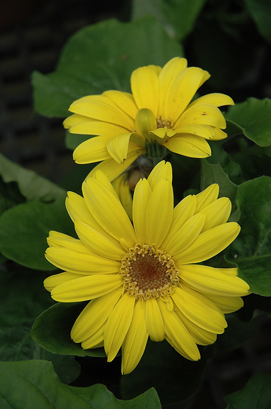 Yellow Gerbera Daisy (Gerbera 'Yellow') at Tagawa Gardens
