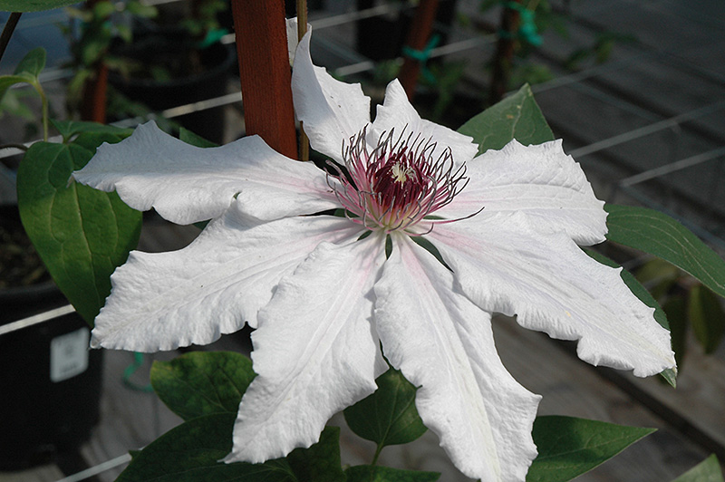 Snow Queen Clematis (Clematis 'Snow Queen') at Tagawa Gardens