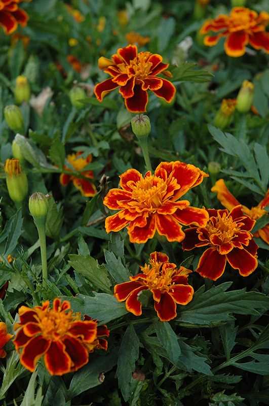 Durango Flame Marigold (Tagetes patula 'Durango Flame') at Tagawa Gardens