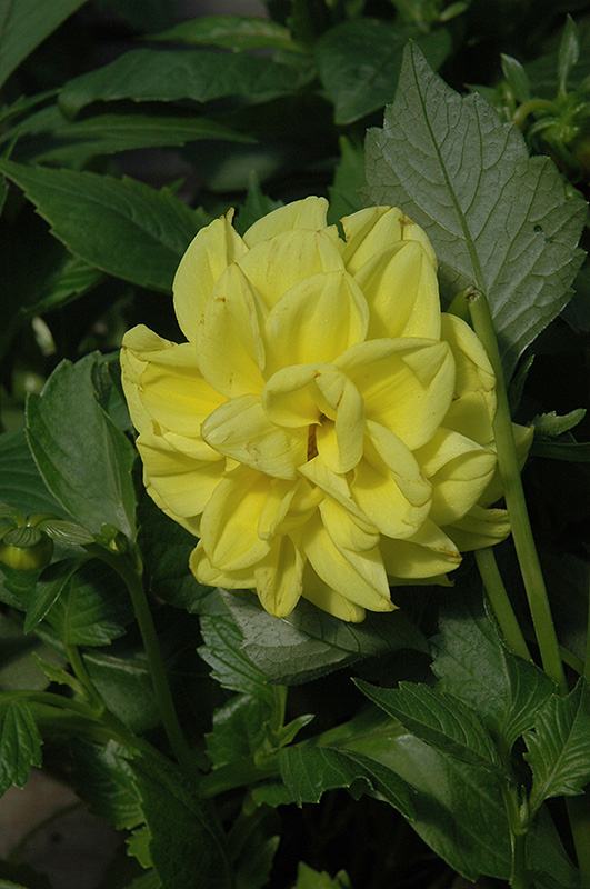 Figaro Yellow Dahlia (Dahlia 'Figaro Yellow') at Tagawa Gardens