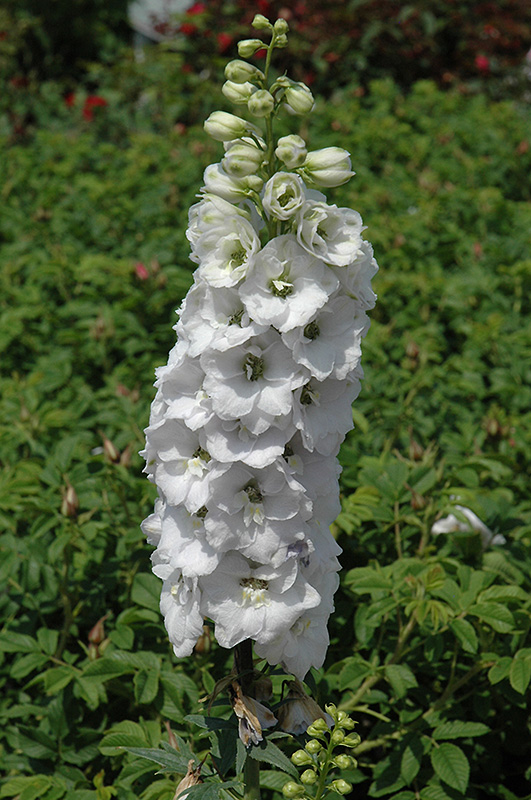 Aurora White Larkspur (Delphinium 'Aurora White') at Tagawa Gardens
