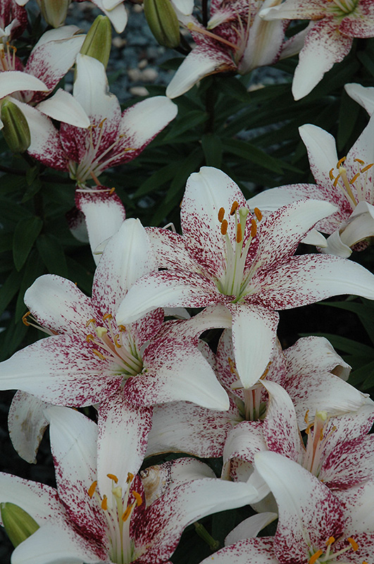 Crossover Lily (Lilium 'Crossover') at Tagawa Gardens