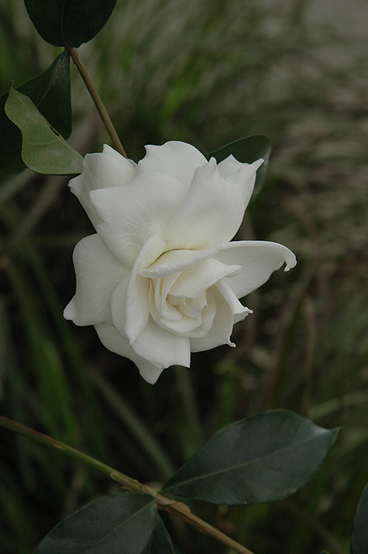 First Love Gardenia (Gardenia jasminoides 'Aimee') at Tagawa Gardens