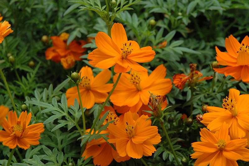 Cosmic Orange Cosmos (Cosmos 'Cosmic Orange') in Denver Centennial ...