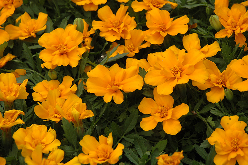 Safari Orange Marigold (Tagetes patula 'Safari Orange') at Tagawa Gardens