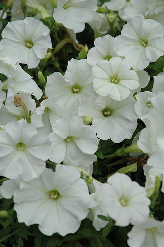Supertunia Mini White Petunia (Petunia 'Supertunia Mini White') at Tagawa Gardens
