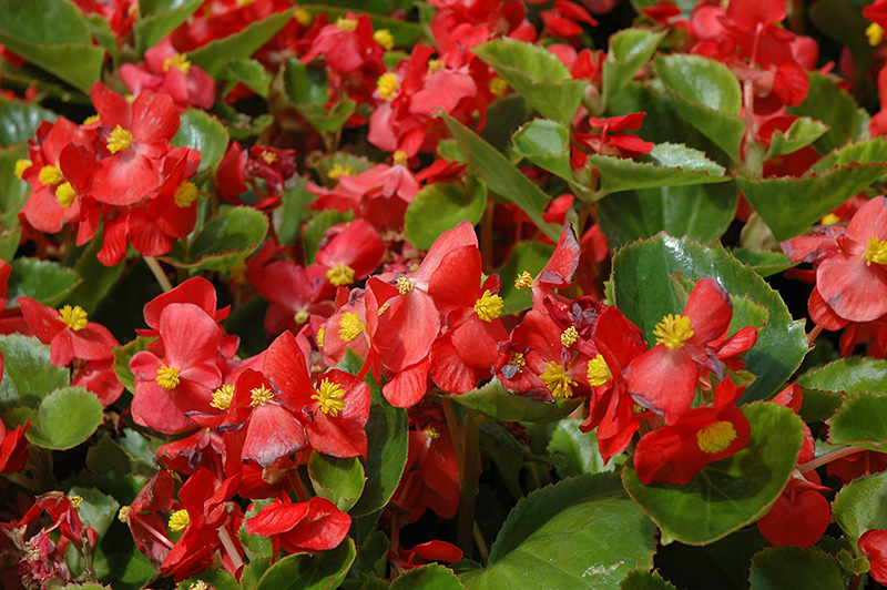 Prelude Scarlet Begonia (Begonia 'Prelude Scarlet') at Tagawa Gardens