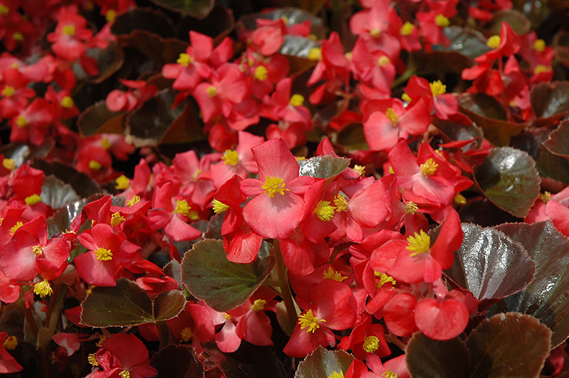 Harmony Scarlet Begonia (Begonia 'Harmony Scarlet') at Tagawa Gardens