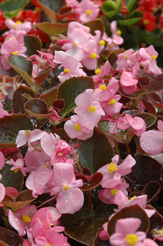 Harmony Pink Begonia (Begonia 'Harmony Pink') at Tagawa Gardens