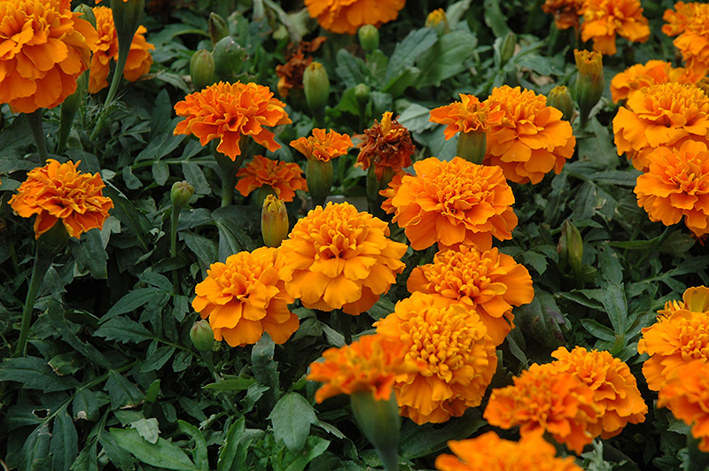 Janie Deep Orange Marigold (Tagetes patula 'Janie Deep Orange') at Tagawa Gardens