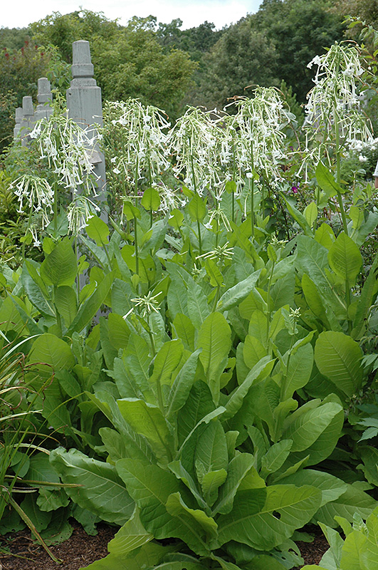 Woodland Tobacco (Nicotiana sylvestris) at Tagawa Gardens
