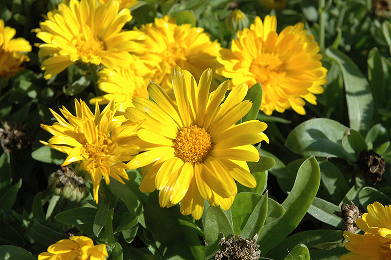 Bon Bon Yellow Pot Marigold (Calendula officinalis 'Bon Bon Yellow') at Tagawa Gardens