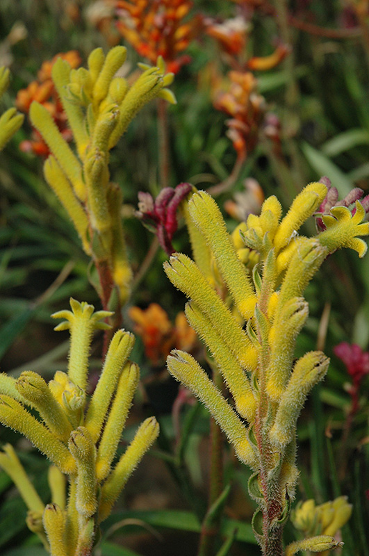 Kanga Yellow Kangaroo Paw (Anigozanthos 'Kanga Yellow') in Denver