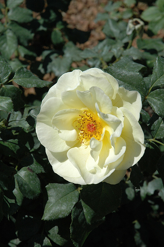 High Voltage Rose (Rosa 'BAIage') at Tagawa Gardens