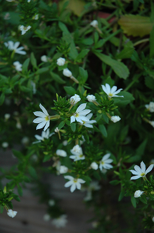 Scala White Fan Flower (Scaevola aemula 'Scala White') at Tagawa Gardens