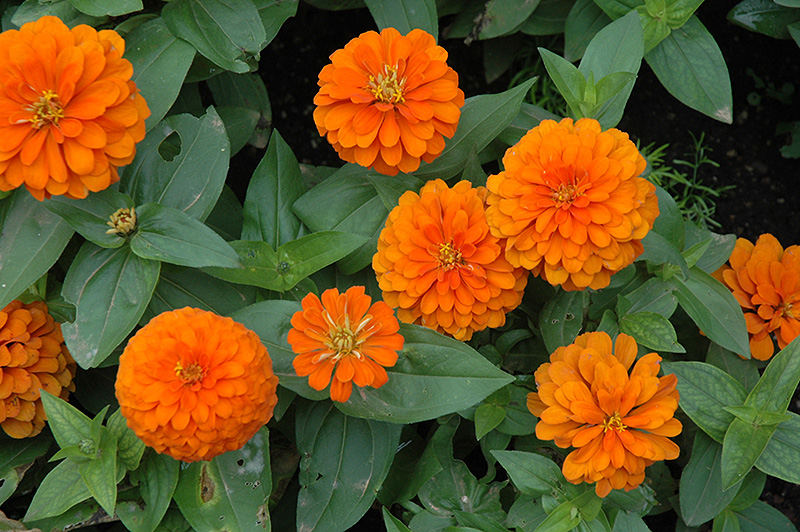 Magellan Orange Zinnia (Zinnia 'Magellan Orange') at Tagawa Gardens