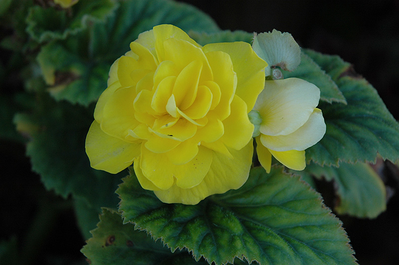 Bliss Yellow Begonia (Begonia 'Bliss Yellow') at Tagawa Gardens