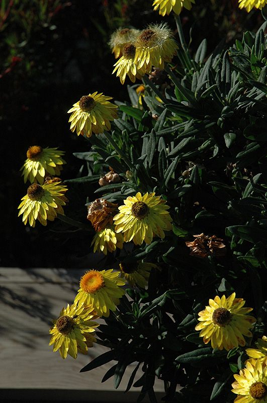 Mohave Yellow Strawflower (Bracteantha bracteata 'KLEBB08392') at Tagawa Gardens