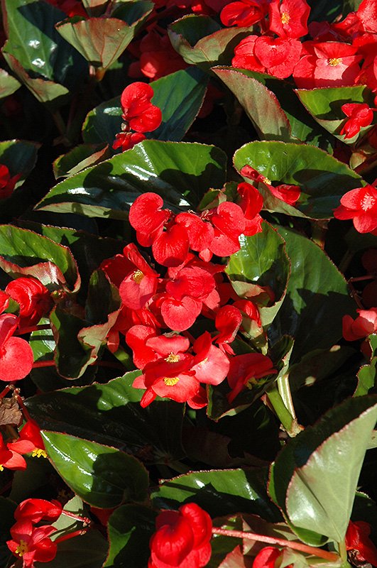 Whopper Red with Green Leaf Begonia (Begonia 'Whopper Red Green Leaf') at Tagawa Gardens