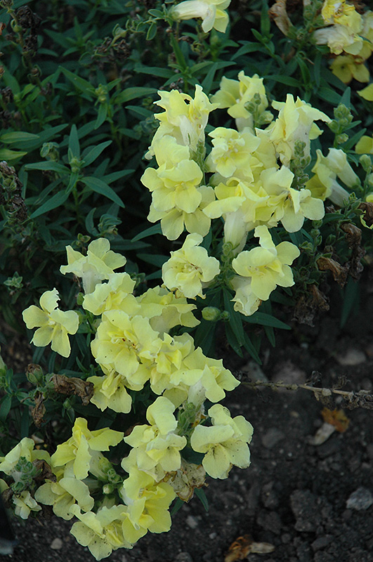 Twinny Yellow Snapdragon (Antirrhinum majus 'Twinny Yellow') at Tagawa Gardens