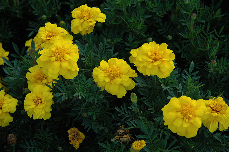 Durango Yellow Marigold (Tagetes patula 'Durango Yellow') at Tagawa Gardens