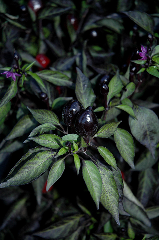 Black Olive Ornamental Pepper (Capsicum annuum 'Black Olive') at Tagawa Gardens