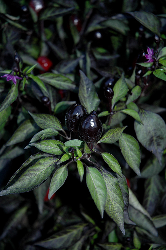 Black Olive Ornamental Pepper (Capsicum annuum 'Black Olive') in Denver