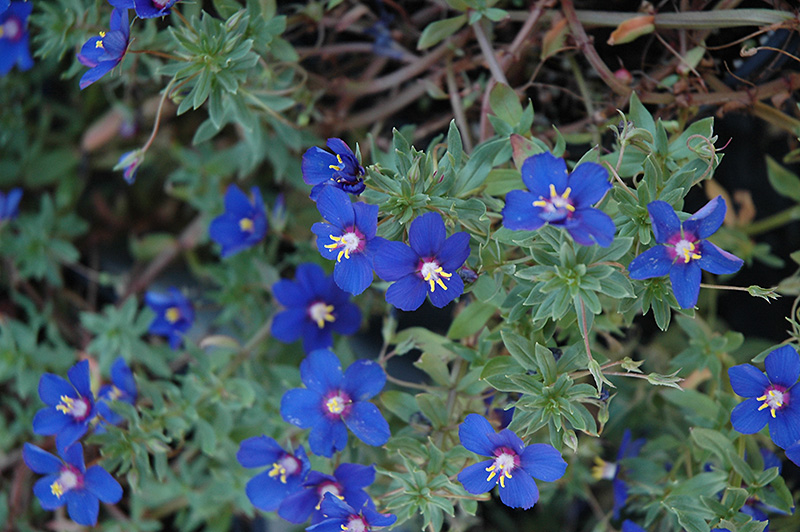 Angie Blue Pimpernel (Anagallis monelli 'Angie Blue') at Tagawa Gardens