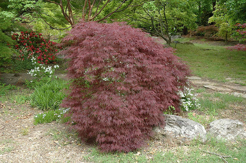 Red Filigree Lace Japanese Maple (Acer palmatum 'Red Filigree Lace') at Tagawa Gardens