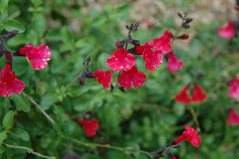 Navajo Red Autumn Sage (Salvia greggii 'Navajo Red') at Tagawa Gardens