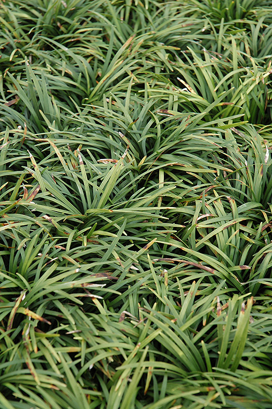 Dwarf Mondo Grass (Ophiopogon japonicus 'Nanus') at Tagawa Gardens