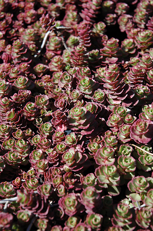 Red Carpet Stonecrop (Sedum spurium 'Red Carpet') at Tagawa Gardens