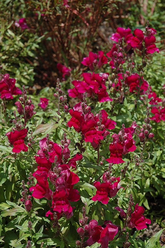 Solstice Burgundy Snapdragon (Antirrhinum majus 'Solstice Burgundy') at Tagawa Gardens