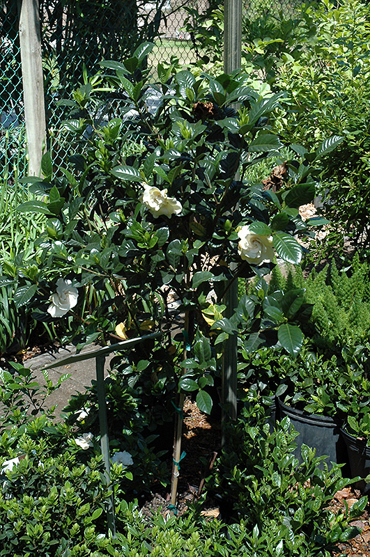 Gardenia (tree form) (Gardenia jasminoides '(tree form)') at Tagawa Gardens