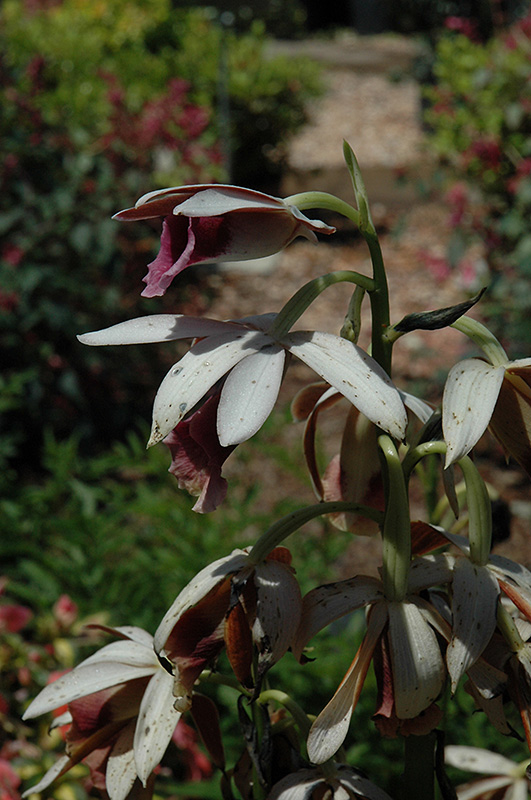 Nun's Hood Orchid (Phaius tancarvilleae) at Tagawa Gardens