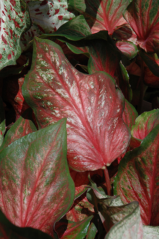 Pink Gem Caladium (Caladium ‘Pink Gem’) in Denver Centennial Littleton