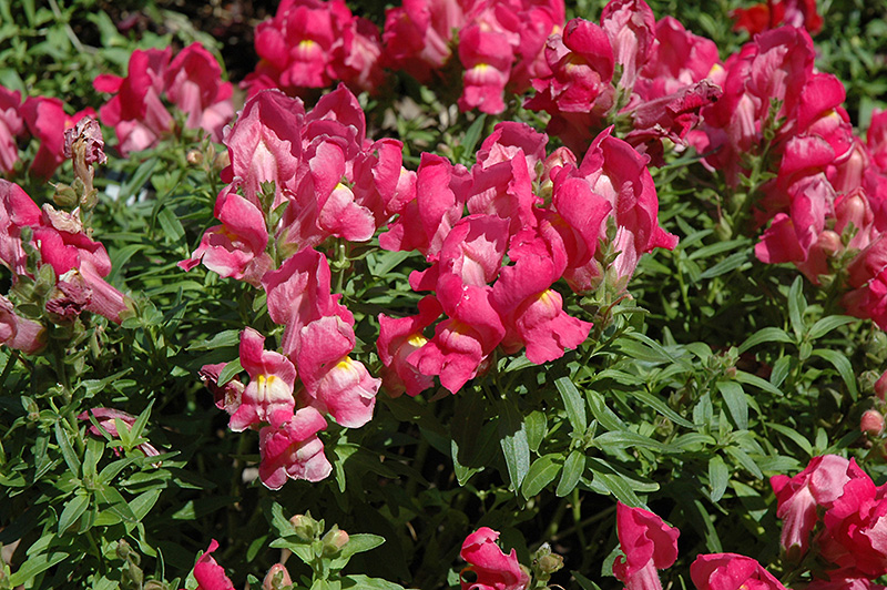 Trailing Snapshot Rose Snapdragon (Antirrhinum majus 'Trailing Snapshot Rose') at Tagawa Gardens
