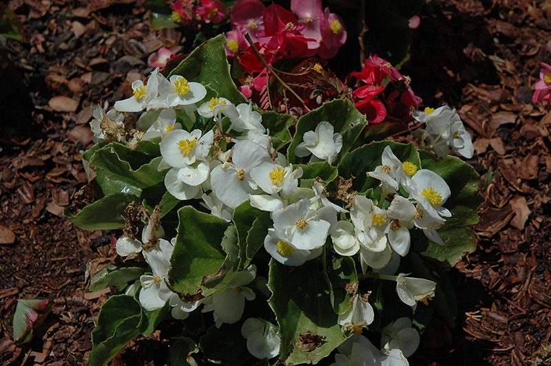 Olympia White Begonia (Begonia 'Olympia White') at Tagawa Gardens
