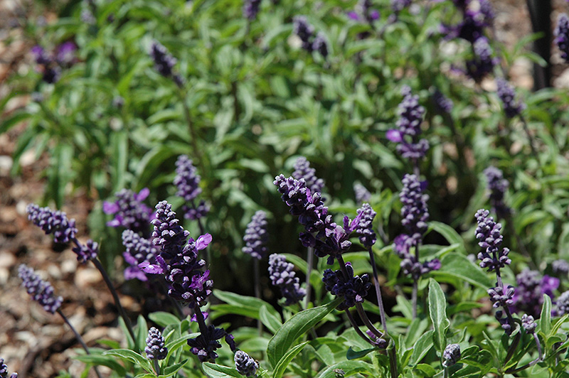 Cathedral Purple Salvia (Salvia farinacea 'Cathedral Purple') at Tagawa Gardens