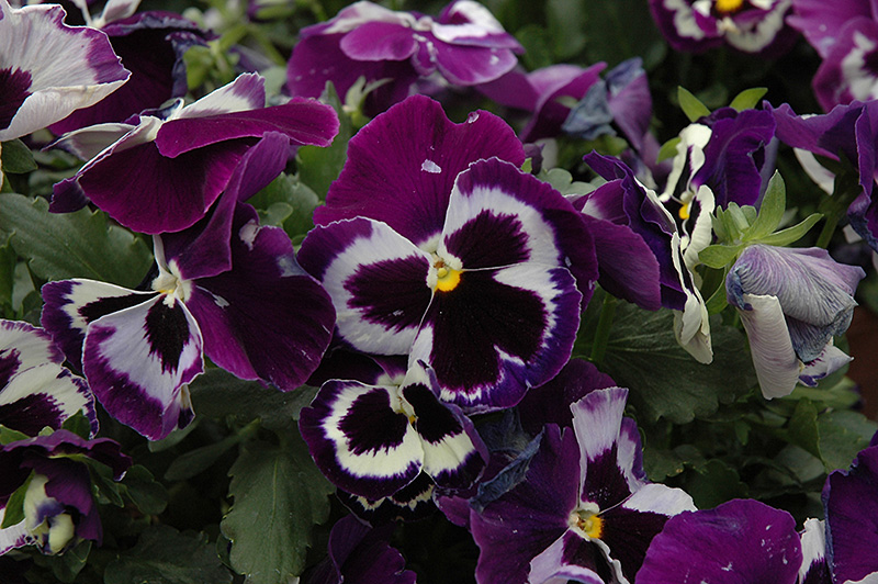 Delta Violet With Face Pansy (Viola x wittrockiana 'Delta Violet With Face') at Tagawa Gardens