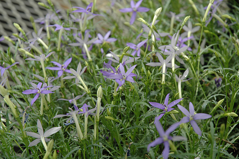Beth's Blue Laurentia (Isotoma axillaris 'Beth's Blue') at Tagawa Gardens