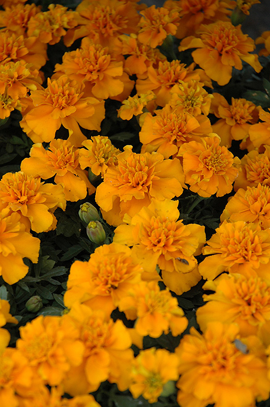 Janie Tangerine Marigold (Tagetes patula 'Janie Tangerine') at Tagawa Gardens