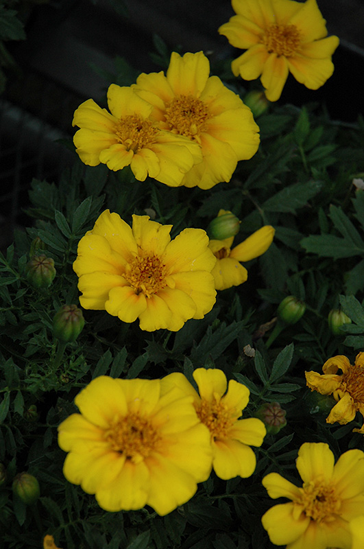 Disco Yellow Marigold (Tagetes patula 'Disco Yellow') at Tagawa Gardens