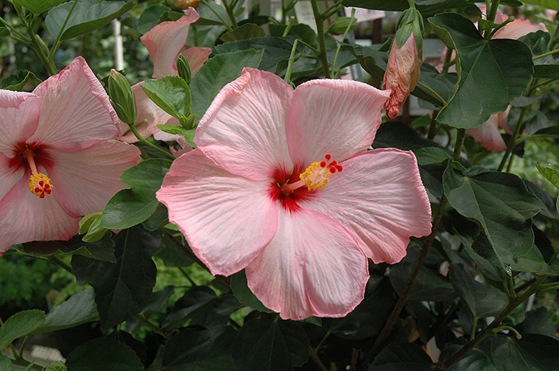 Amour Hibiscus (Hibiscus rosa-sinensis 'Amour') at Tagawa Gardens